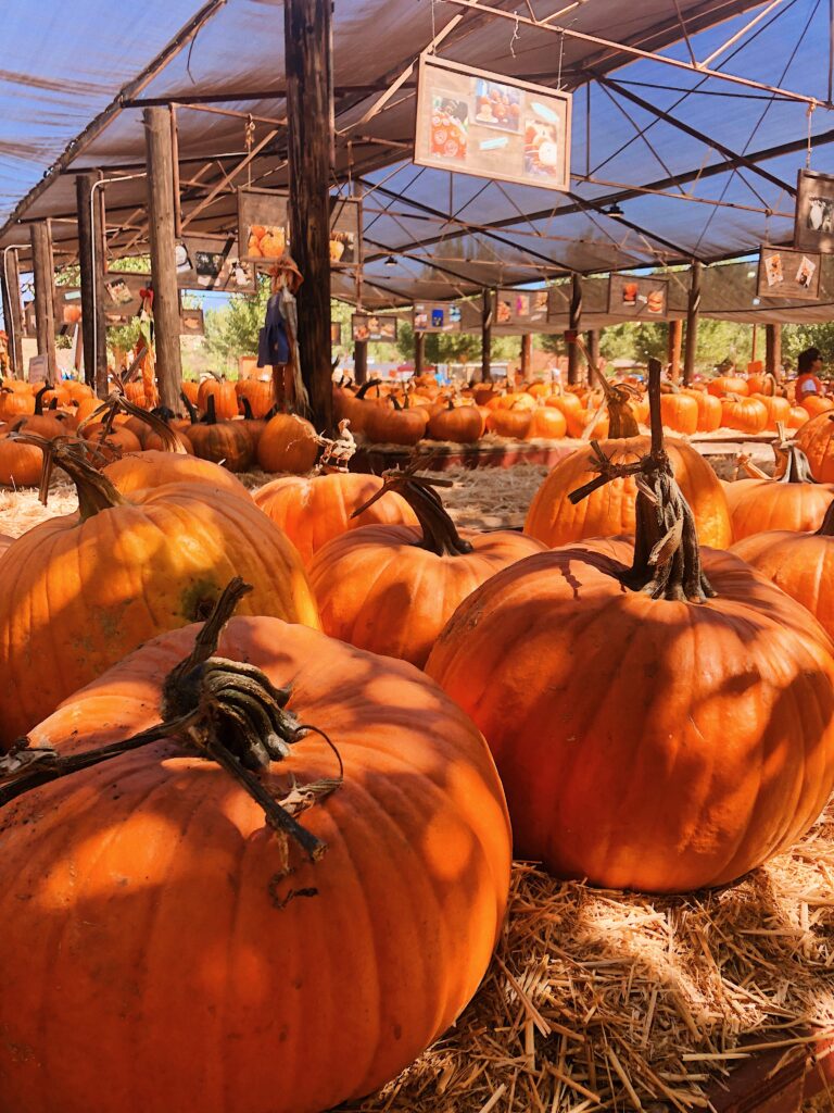 californie en automne: le pumpkin patch