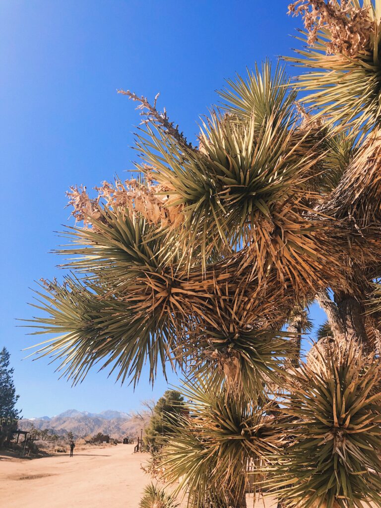cactus californie désert