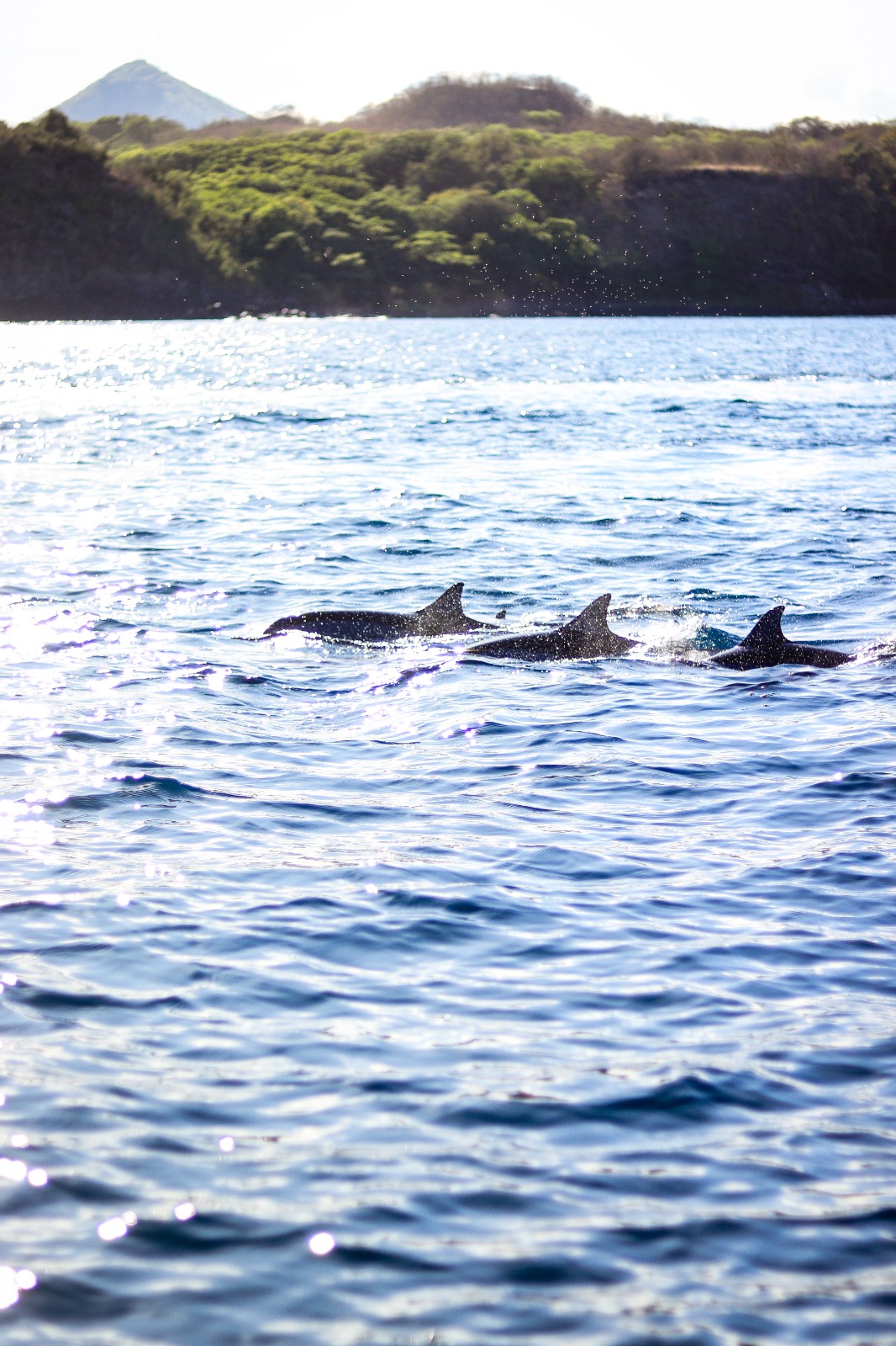 nager avec les dauphins à l'île maurice est une expérience incontournable