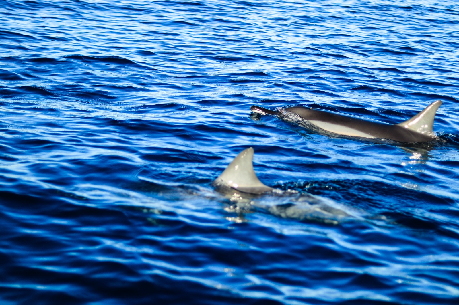 nager avec les dauphins à l'île Maurice