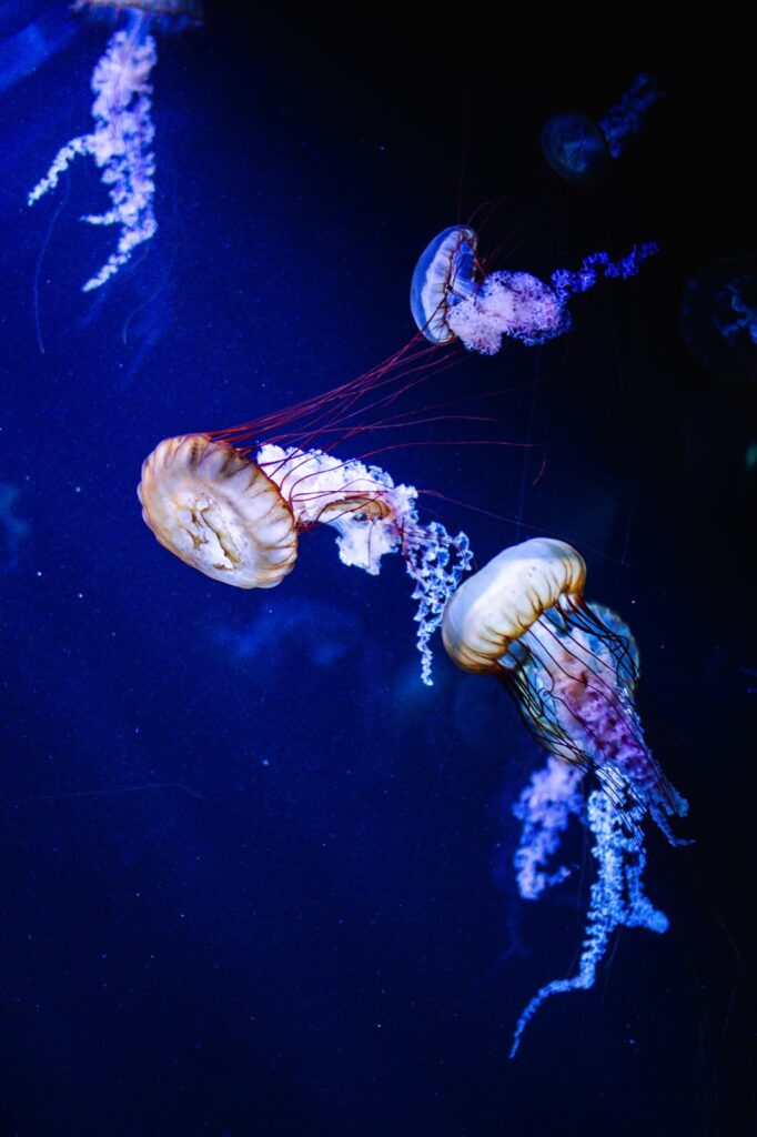 que faire à boulogne-sur-mer avec des enfants: nausicaa - méduses