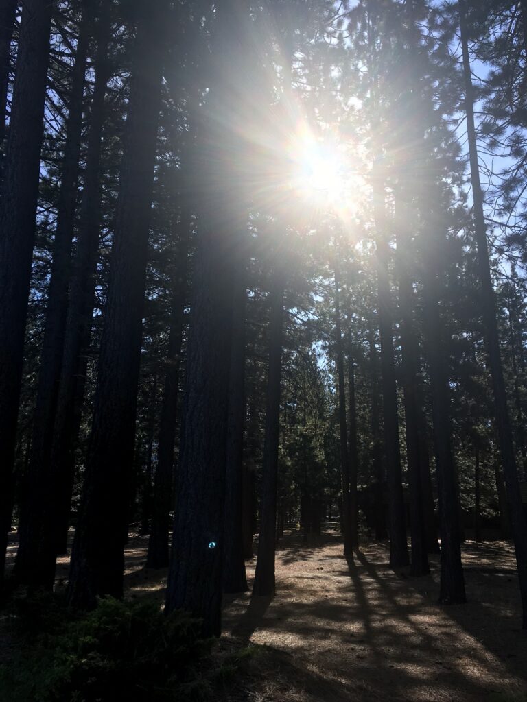 forêt lac tahoe californie