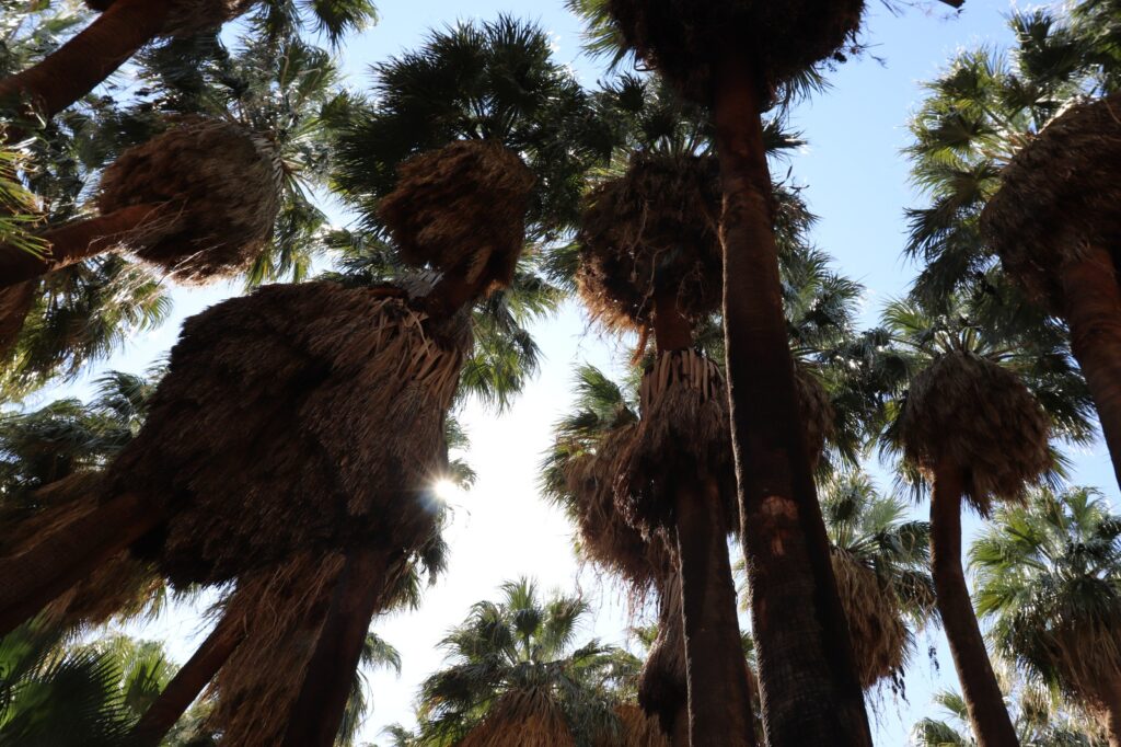 Thousand Palms Oasis 