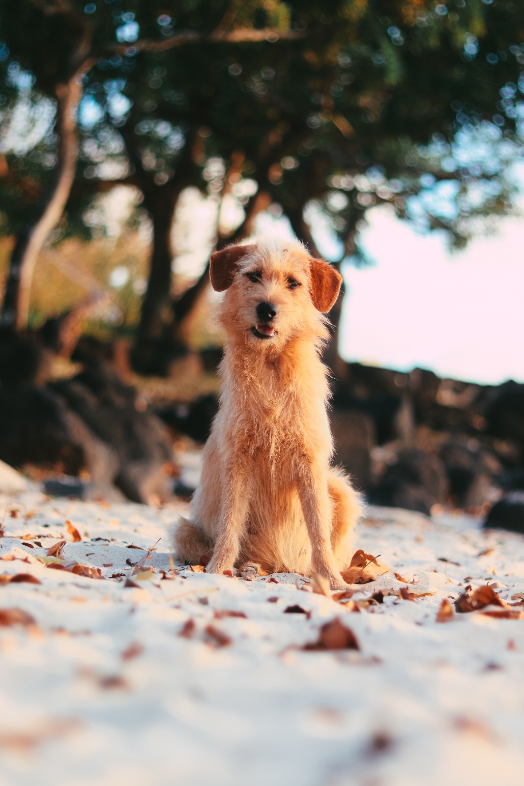 voyage a l'ile maurice avec un chien